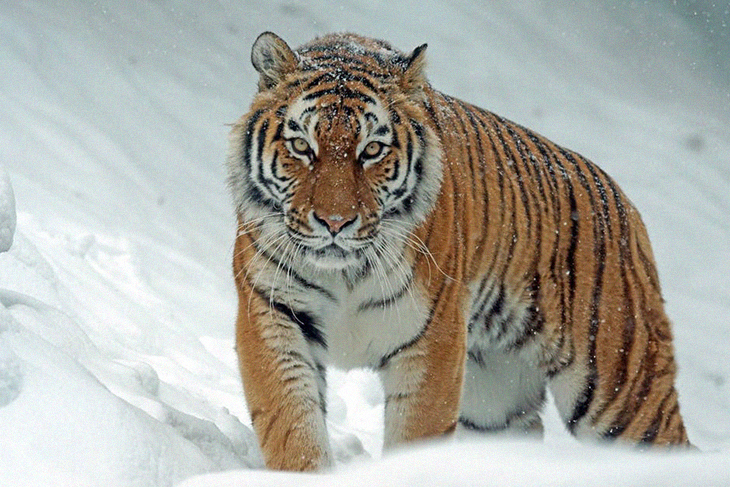 Government Policies In China Help Bring Back The Rise Of Amur Tigers From The Precipice Of Extinction