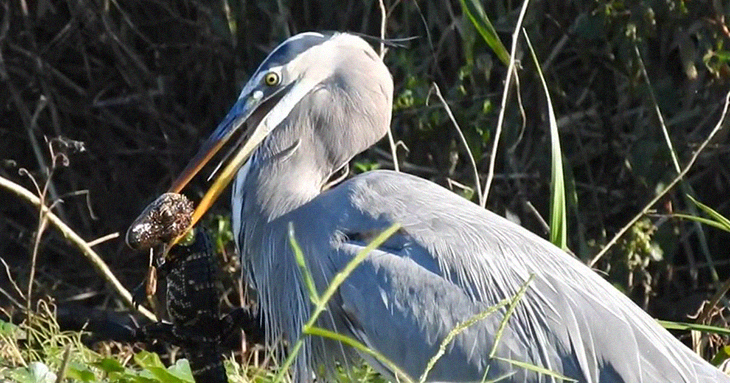 Wildlife Photographer In Florida Catches Footage Of Bird Eating An Alligator Whole