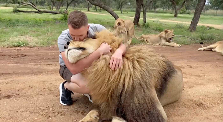 Affectionate Lion Loves Getting Groomed And Petted By His Safari Park Worker Best Friend