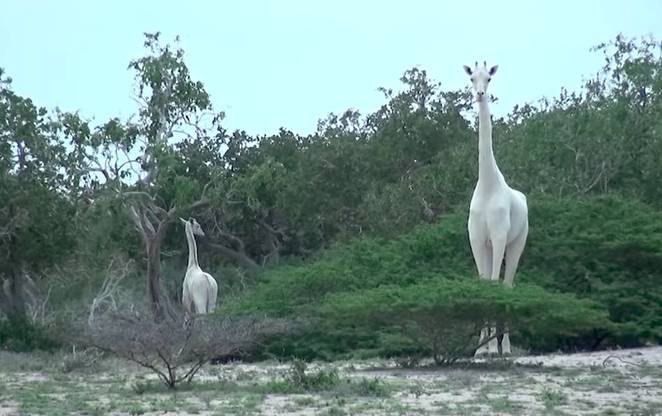 Enchanting Snowy White Giraffes Filmed In Kenya [Video]